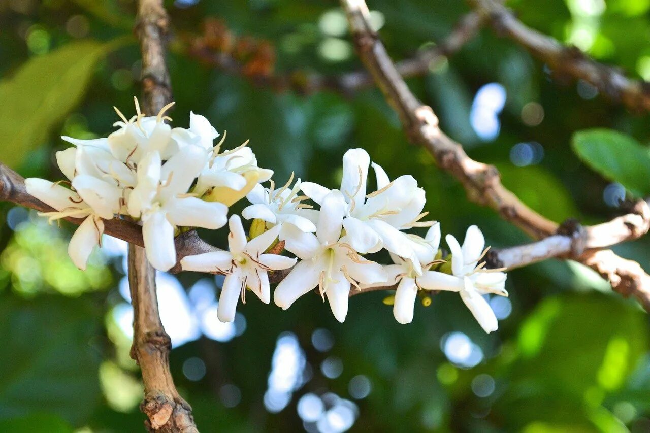 цветение дерево кофе арабика. кофейное дерево цветущее. бергамот цветение плантация. Coffea arabica цветок. кофейное дерево цветущее.
