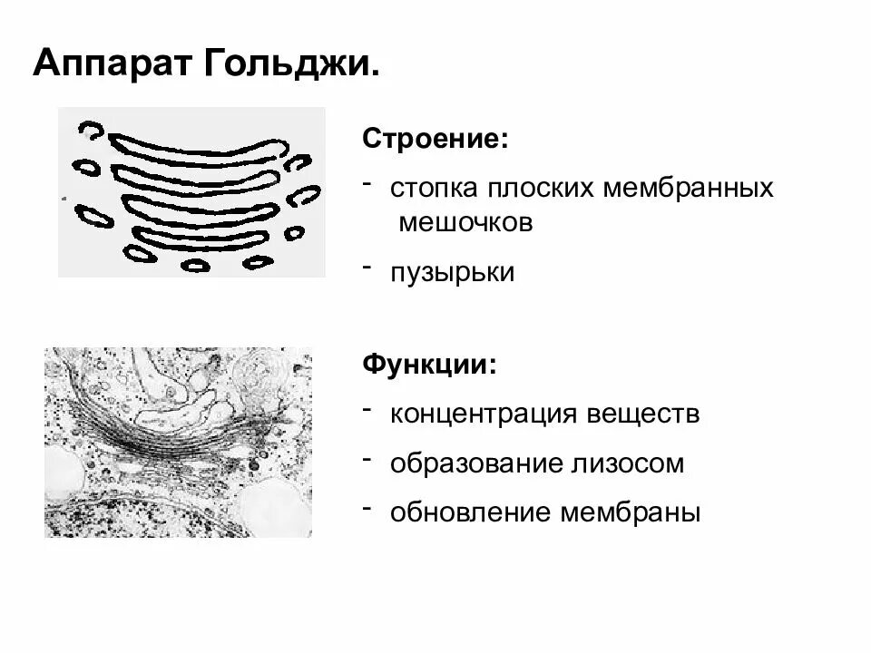 Какие формы мембранных структур образуют аппарат гольджи. Комплекс Гольджи строение. Аппарат Гольджи стопка. Строение пузырьков Гольджи.