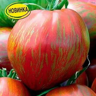 Русский богатырь томат описание
