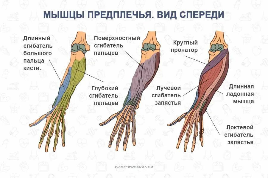 Рука человека название. Мышцы кисти анатомия строение. Строение мышц кисти и предплечья. Мышцы предплечья и кисти анатомия. Анатомия предплечья человека мышцы и связки.