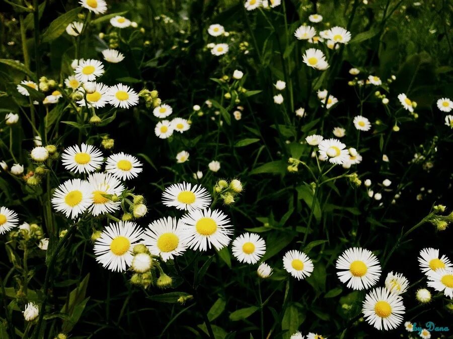 дикорастущие растения ромашка. ромашка это дикорастущее растение. белла флора ромашка. соцветие ромашки аптечной. маргаритка полевая дикая.