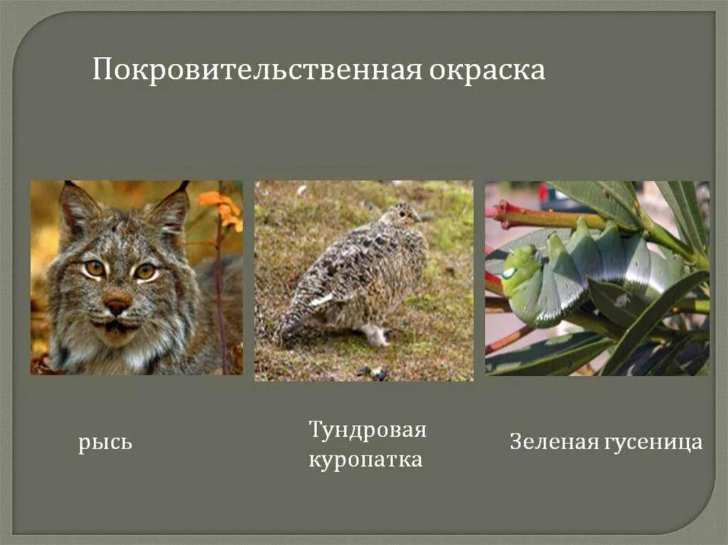 Возникновение покровительственной окраски у куропатки можно объяснить