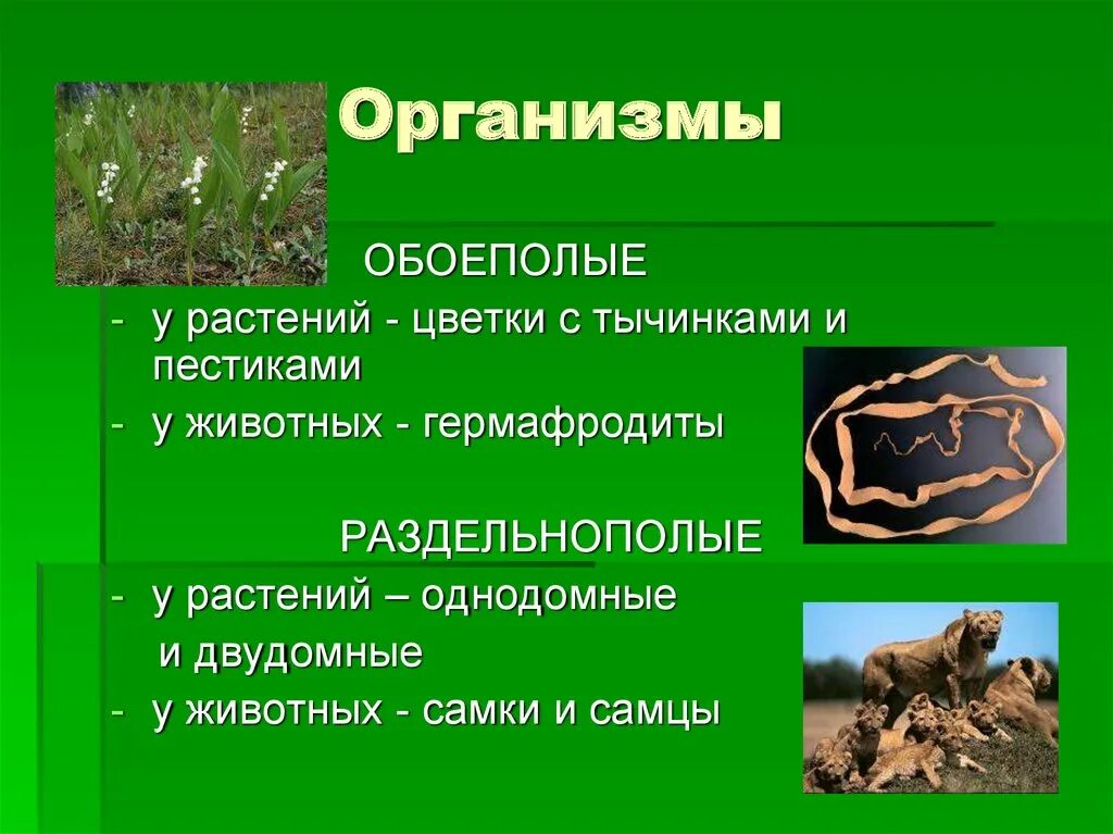 Гермафродиты особенности. Обоеполые организмы. раздельнополые и обоеполые животные. раздельнополые организмы. гермафродиты и раздельнополые организмы.