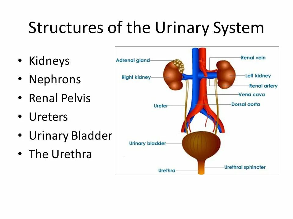 Urinary system. Urinary System structure. Kidney structure. Urinary System Anatomy.