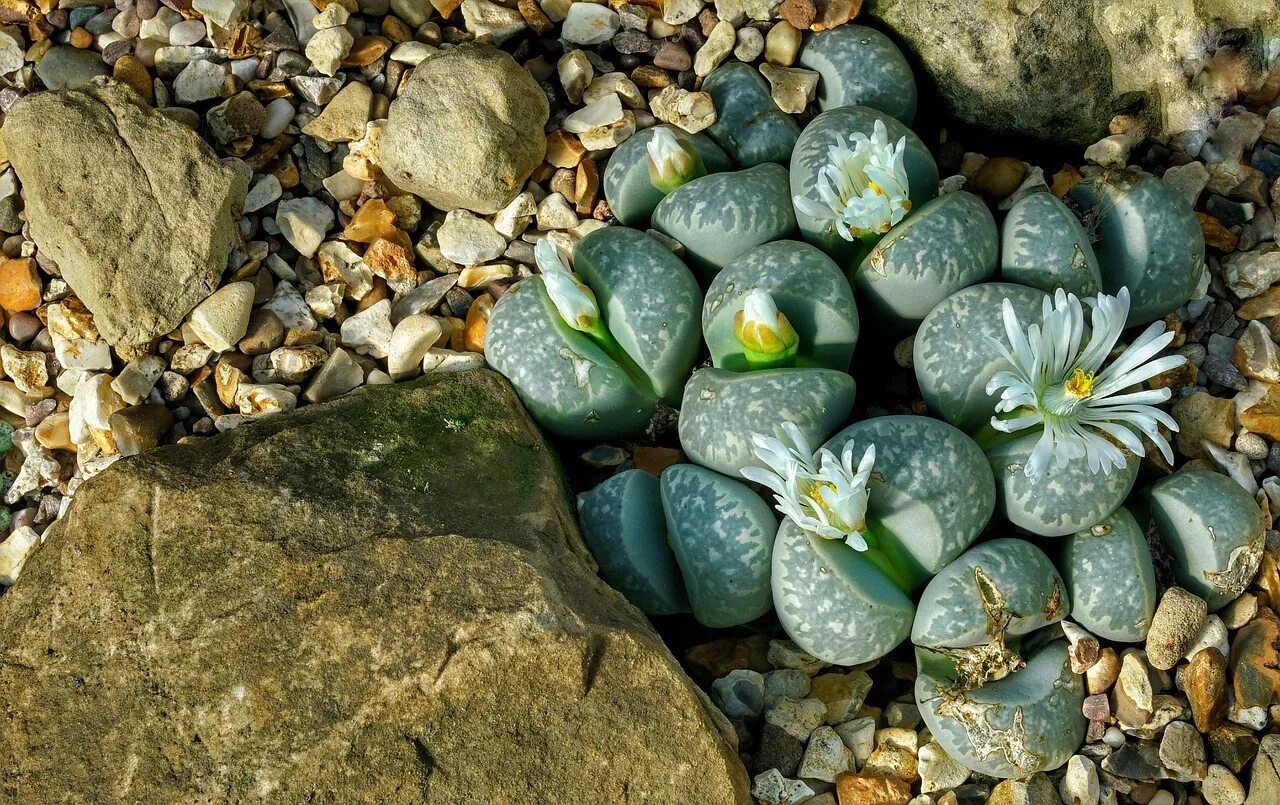 Каменные цветы литопсы. Литопс Конофитум. Суккулент Литопс. Литопсы или живые камни.