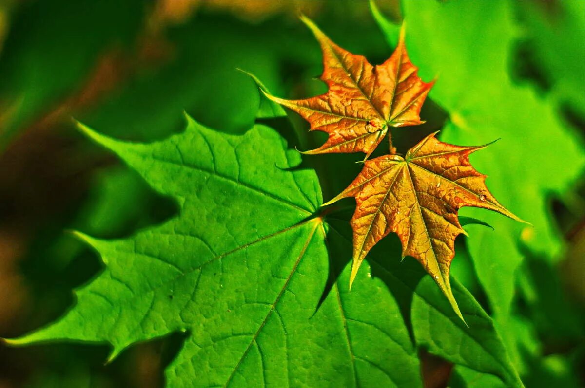 Листья клена 7. Лист клена. Клен и лист клена. Осенний кленовый лист. Красивые листья клена.