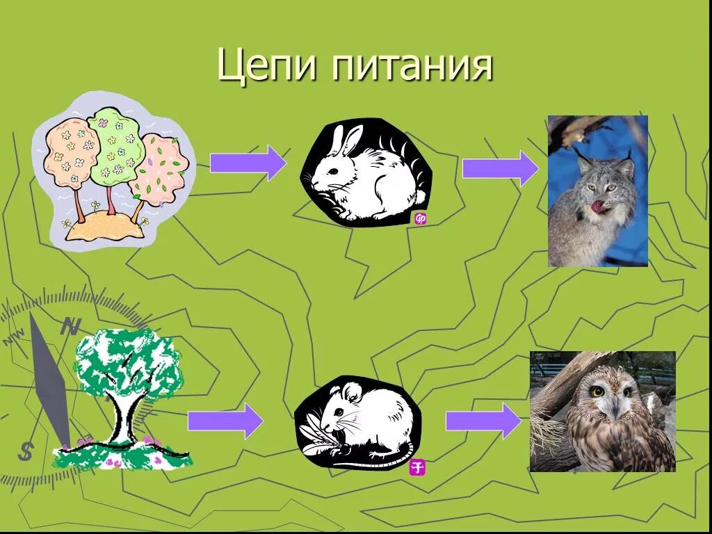 Составить цепи питания тайги. Цепь питания леса. Пищевая цепочка леса. Цепочка питания в тайге. Схема пищевой цепи тайги.