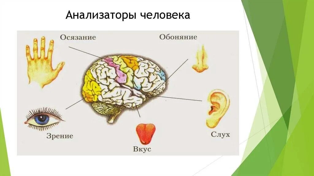 Орган зрения слуха обоняния вкуса осязания. Нервная система и органы чувств человека. Анализаторы осязания вкуса и обоняния. Зрение слух обоняние осязание. Органы чувств схема.