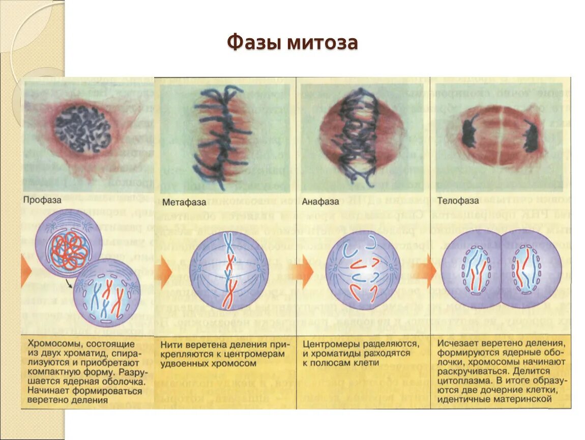 Биология 9 класс митоз