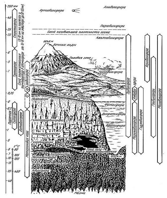 Биосфера по Реймерсу. Общая структура биосферы по Реймерсу. Вертикальная структура биосферы. Вертикальная структура биосферы схема. Структура биосферы 9 класс биология