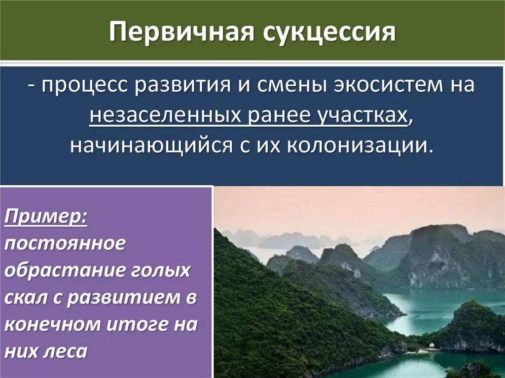 Различия первичной и вторичной сукцессии. Первичная сукцессия. Сукцессия примеры. Первичная и вторичная сукцессия. Первичная сукцессия примеры.