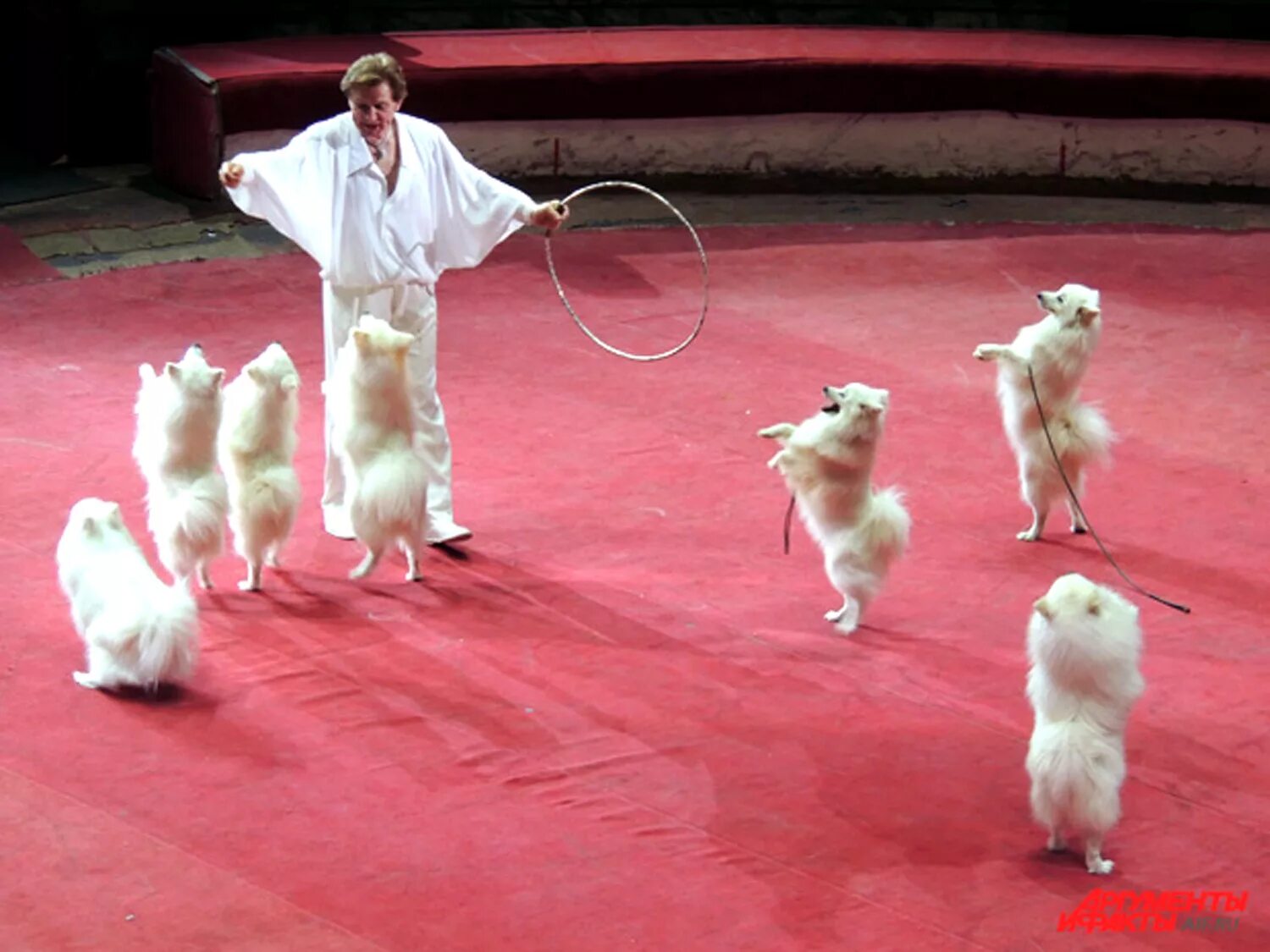 цирковые собаки. какая собака в цирке. какая собака в цирке. пудель в цирке. цирковые собачки.