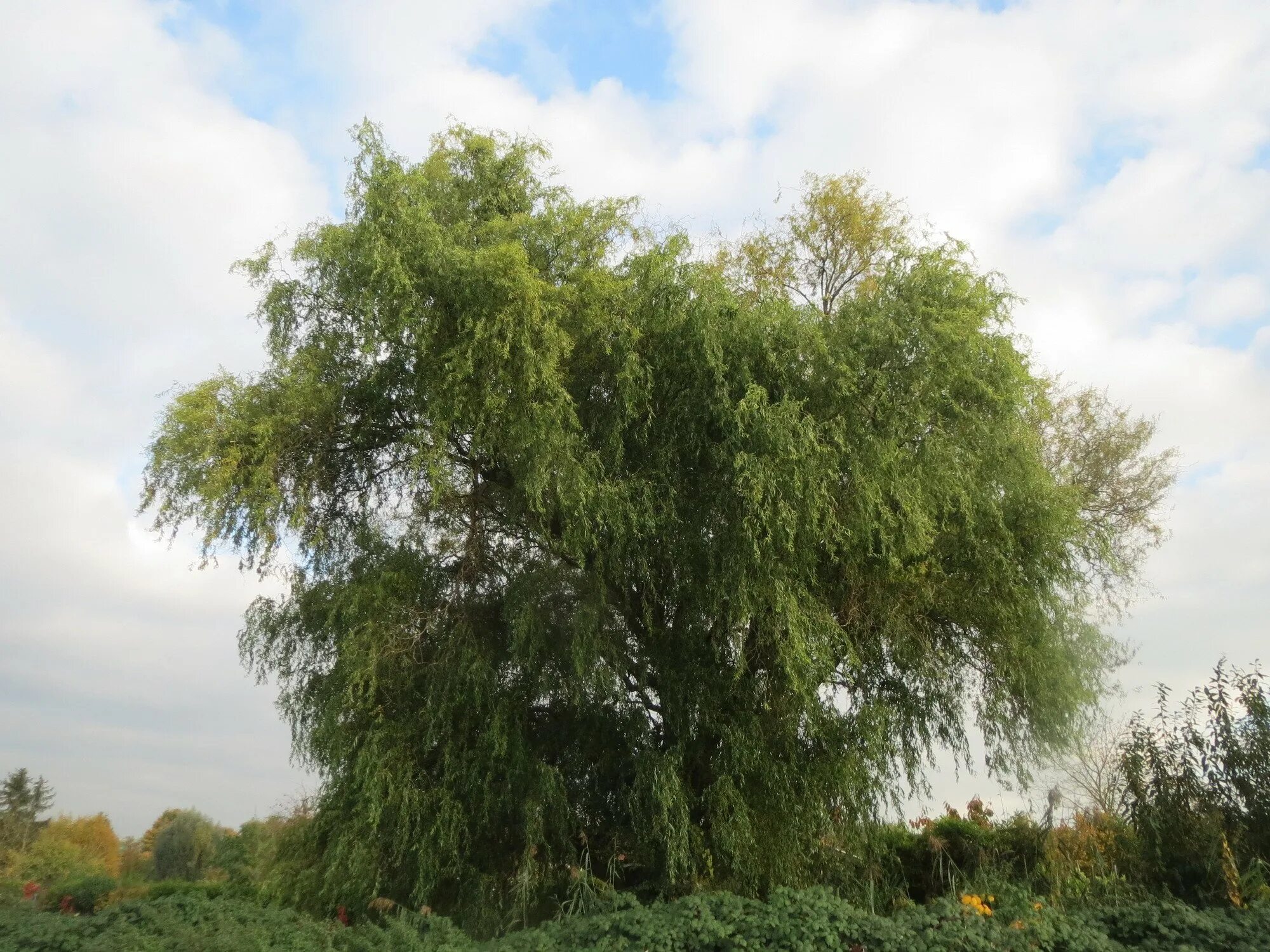 Виды названия ивы. Ива Вавилонская tortuosa. Ива Матсудана (Salix matsudana). Salix matsudana tortuosa. Ива Вавилонская (Salix babylonica).