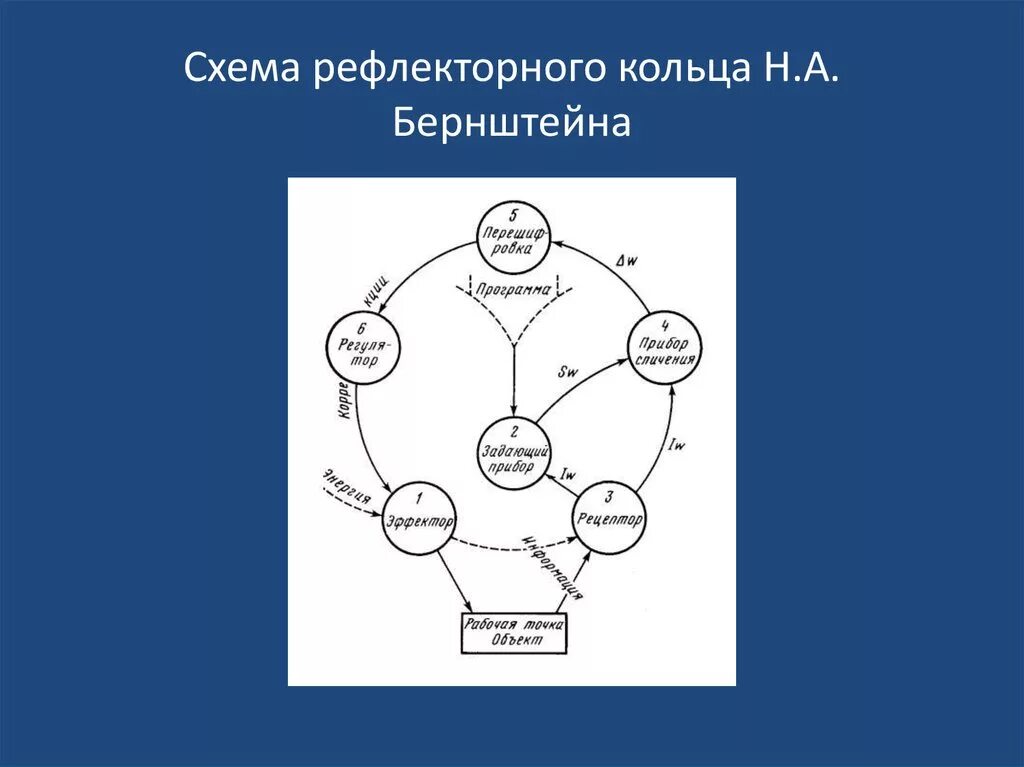 Кольцевое управление. Схема рефлекторного кольца н. а. Бернштейна. Структура рефлекторного кольца н.а.Бернштейн. Рефлекторное кольцо по н а Бернштейну. Принцип рефлекторного кольца Бернштейна.