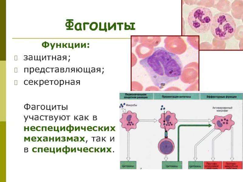 Классификация и функции фагоцитов. Фагоциты место образования. Функции фагоцитов. Функции фагоцитов иммунология.