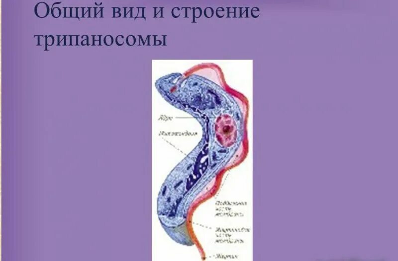 Трипаносома внутриклеточный паразит. Трипаносома и лейшмания. Трипаносома пути заражения. Трипаносома крузи строение. Трипаносомы это простейшие.