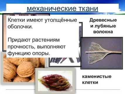 Особенности механической ткани