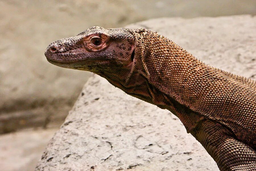 Варан ящерица. Комодский Варан домашний. Туркменский Варан. Giant Monitor Lizard.