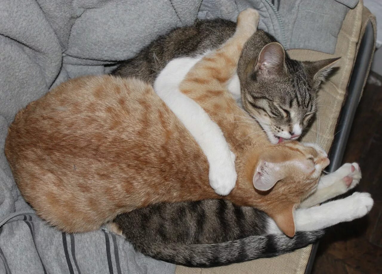 котята милашки. кошки прижались друг к другу щеками. хочу кошечку. хочу кошечку. хочу кошечку.