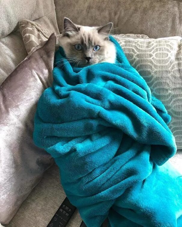 Кот в полотенце. Котик в пледе. Котик завернутый в одеяло. Кошка под пледом. Кошка закутанная в плед.