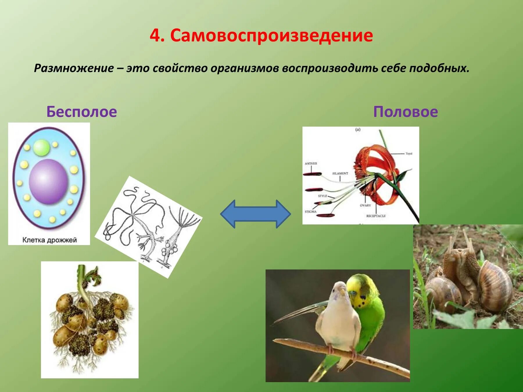 Живой организм обладает свойствами. Размножение самовоспроизведение. Размножение свойство организмов. Воспроизведение биология. Размножение свойство живых организмов.