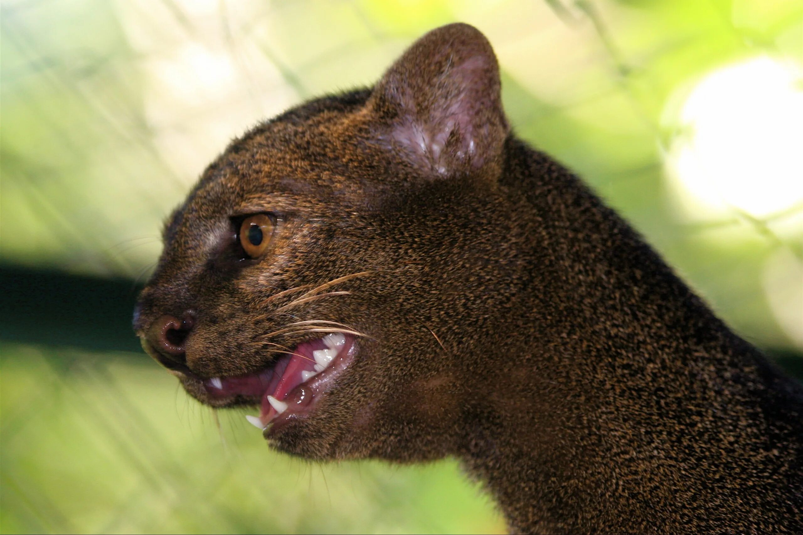 Самое маленькое хищное млекопитающее. Пума ягуарунди. Дикая кошка ягуарунди. Черная ягуарунди. Ягуарунди котенок.