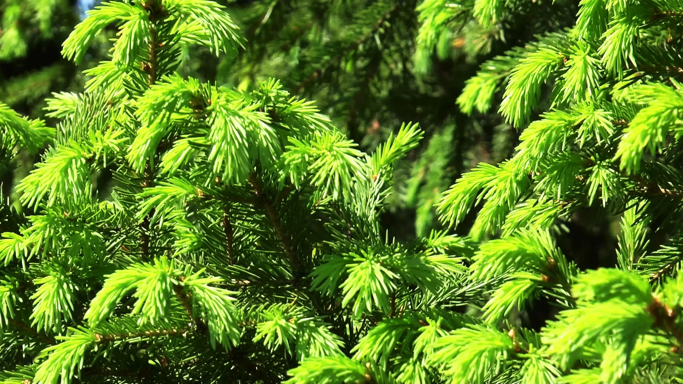 ель сибирская глаука. ель колючая хвоя. ель колючая пицея абиес. ель колючая bialobok. Picea pungens 'bialobok' с2.