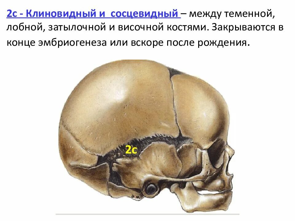 Теменная кость неподвижная. Затылочная кость Тип кости. Сосцевидный отросток височной кости черепа анатомия. Височная и теменная кости Тип соединения. Соединение между теменной и височной костью.