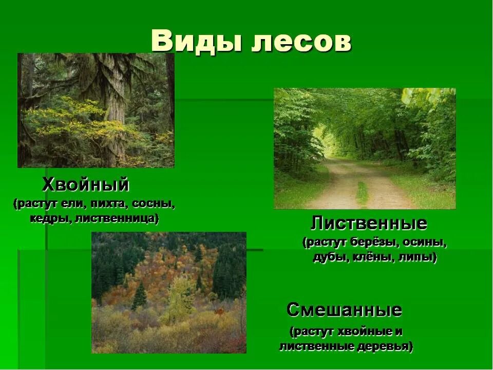 Лес для презентации. Проект на тему жизнь леса. Доклад про лес. Презентация на тему лес. Вид средообразователь в лиственном лесу