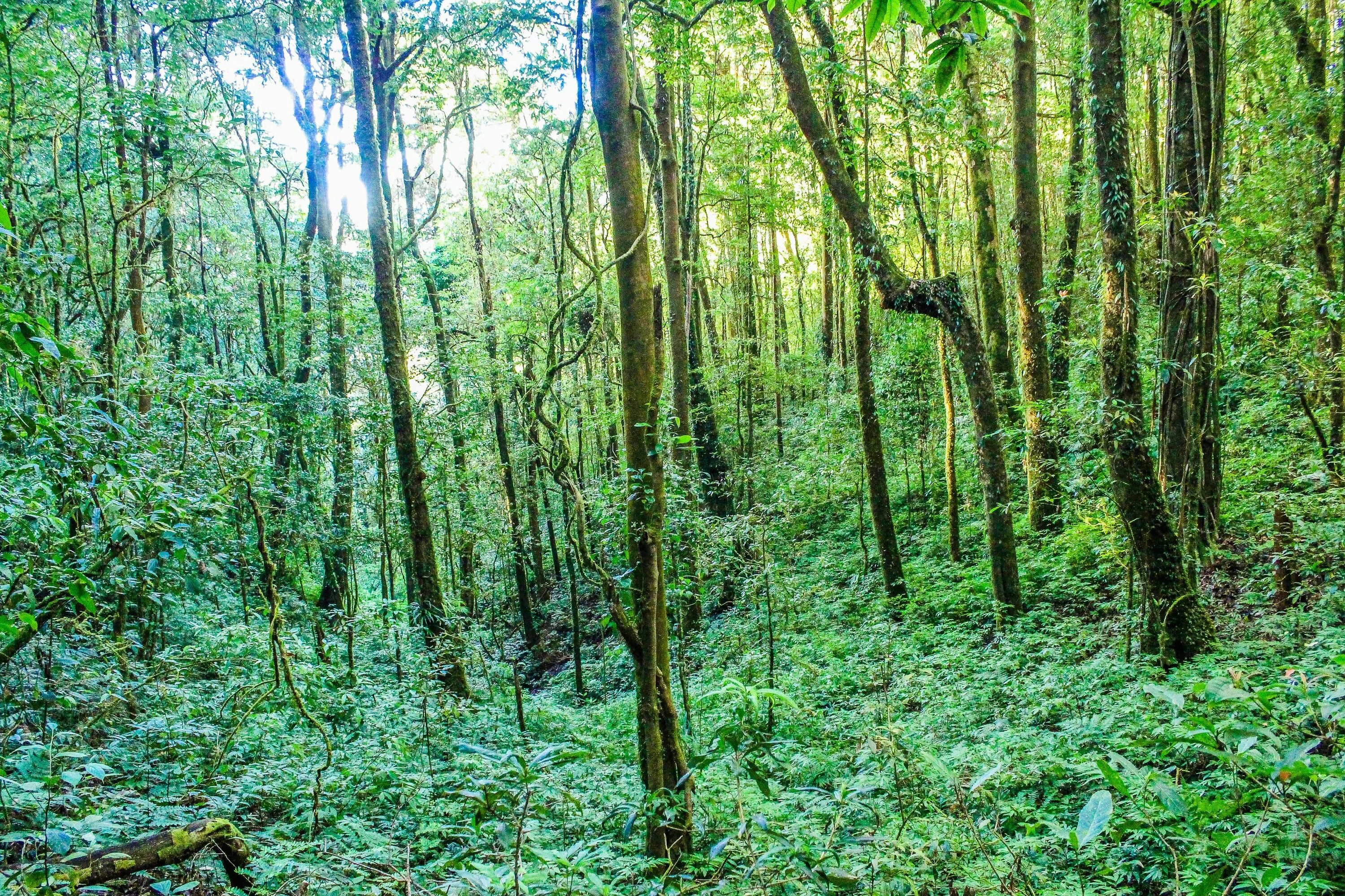 Листопадные тропические леса. Муссонные тропические леса. Вечнозеленые широколиственные леса. Муссонные листопадные леса.