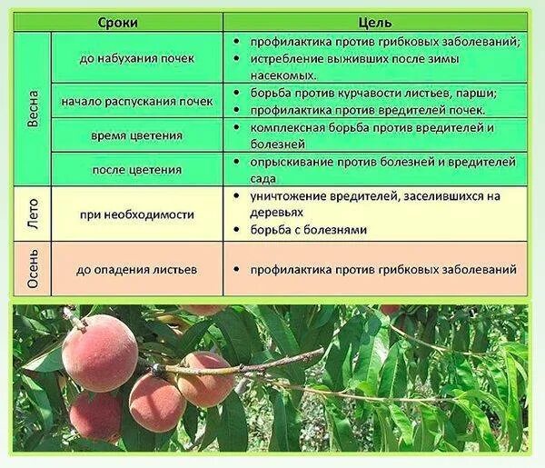 Схема обработки персика от вредителей. Схема подкормки персика. Средства для опрыскивания плодовых деревьев. Схема опрыскивания персика.
