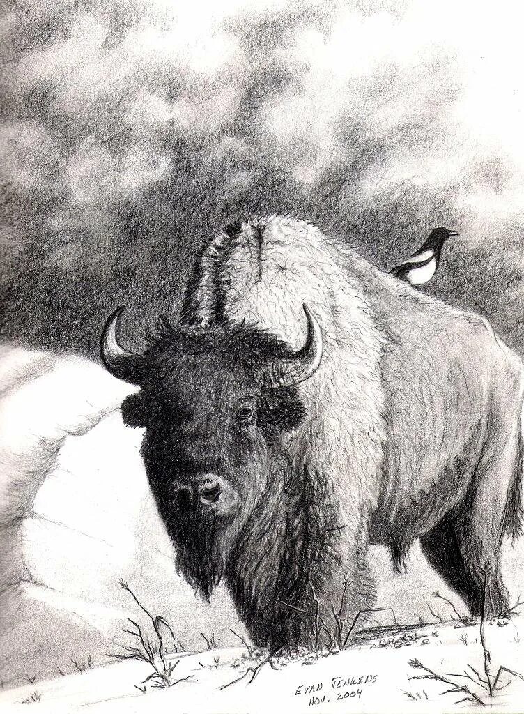 Буйвол. Бизон изображение. ЗУБР черно белый. Белый буйвол. Бизон рисунок