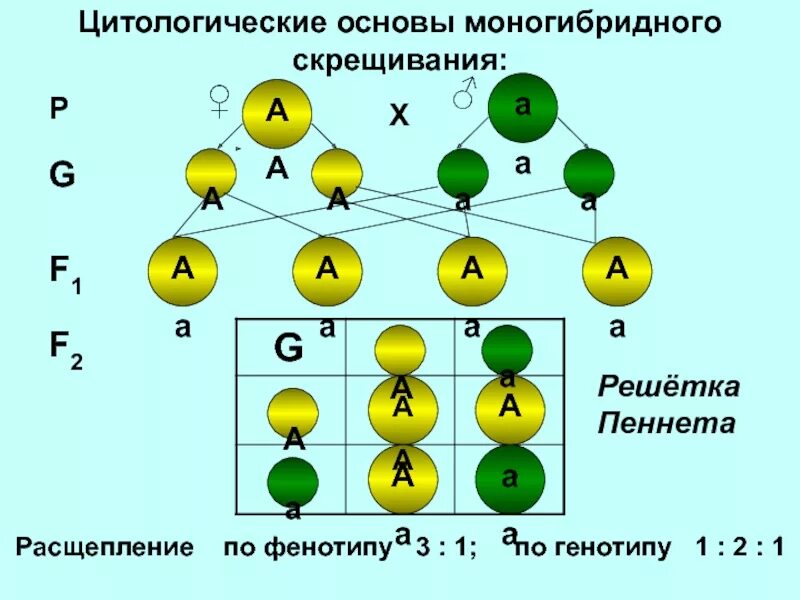 Гаметы образуемые гомозиготными особями при моногибридном скрещивании