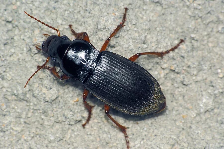 Сколько лапок у 6 жуков. Harpalus rufipes Жук. Жужелица Harpalus rufipes. Pseudoophonus rufipes. Черный Жук жужелица.