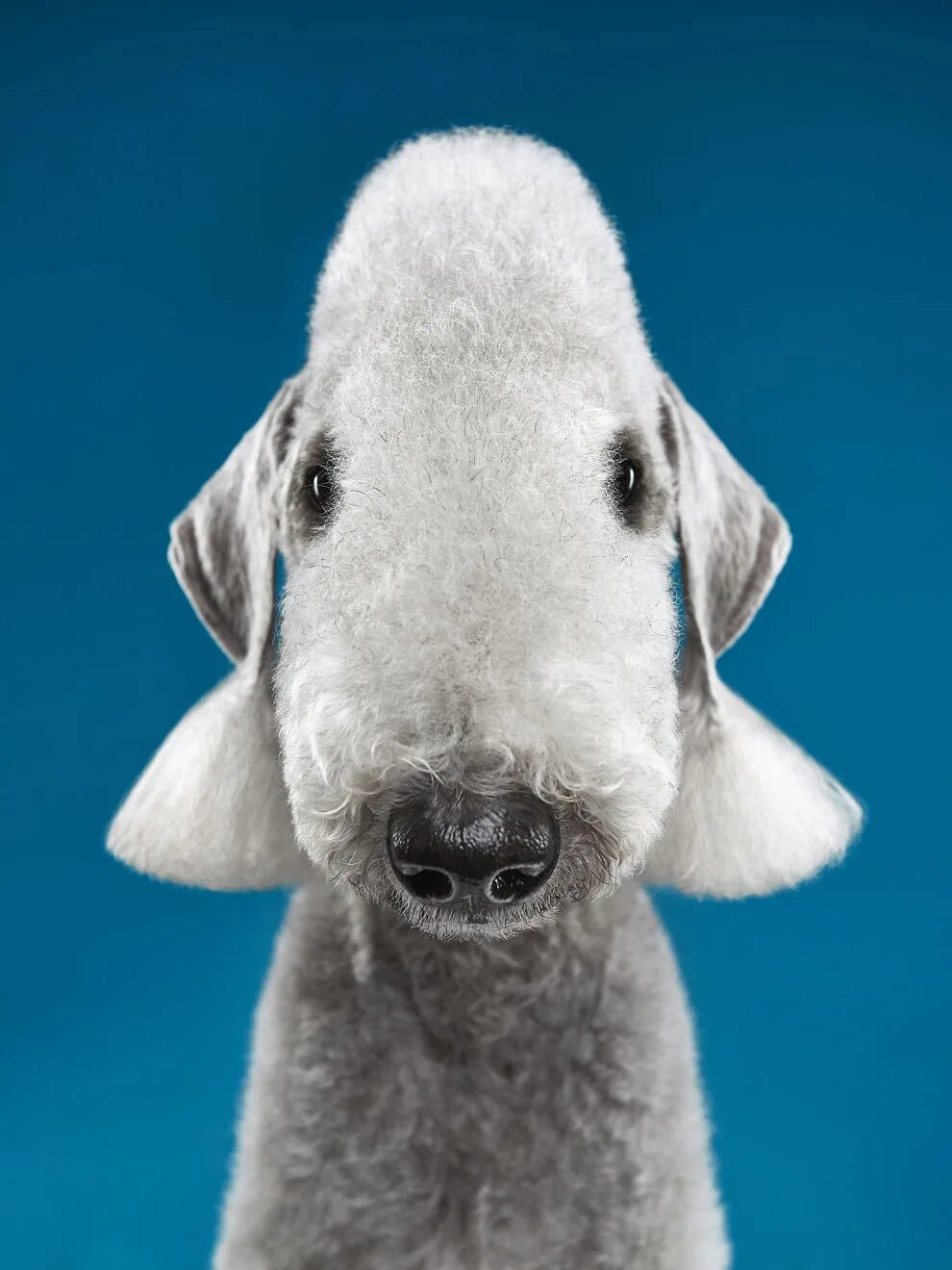 бедлингтон. бедлингтон-терьер щенок. шоколадный бедлингтон терьер. пес барашек. бедлингтон-терьер (bedlington terrier).