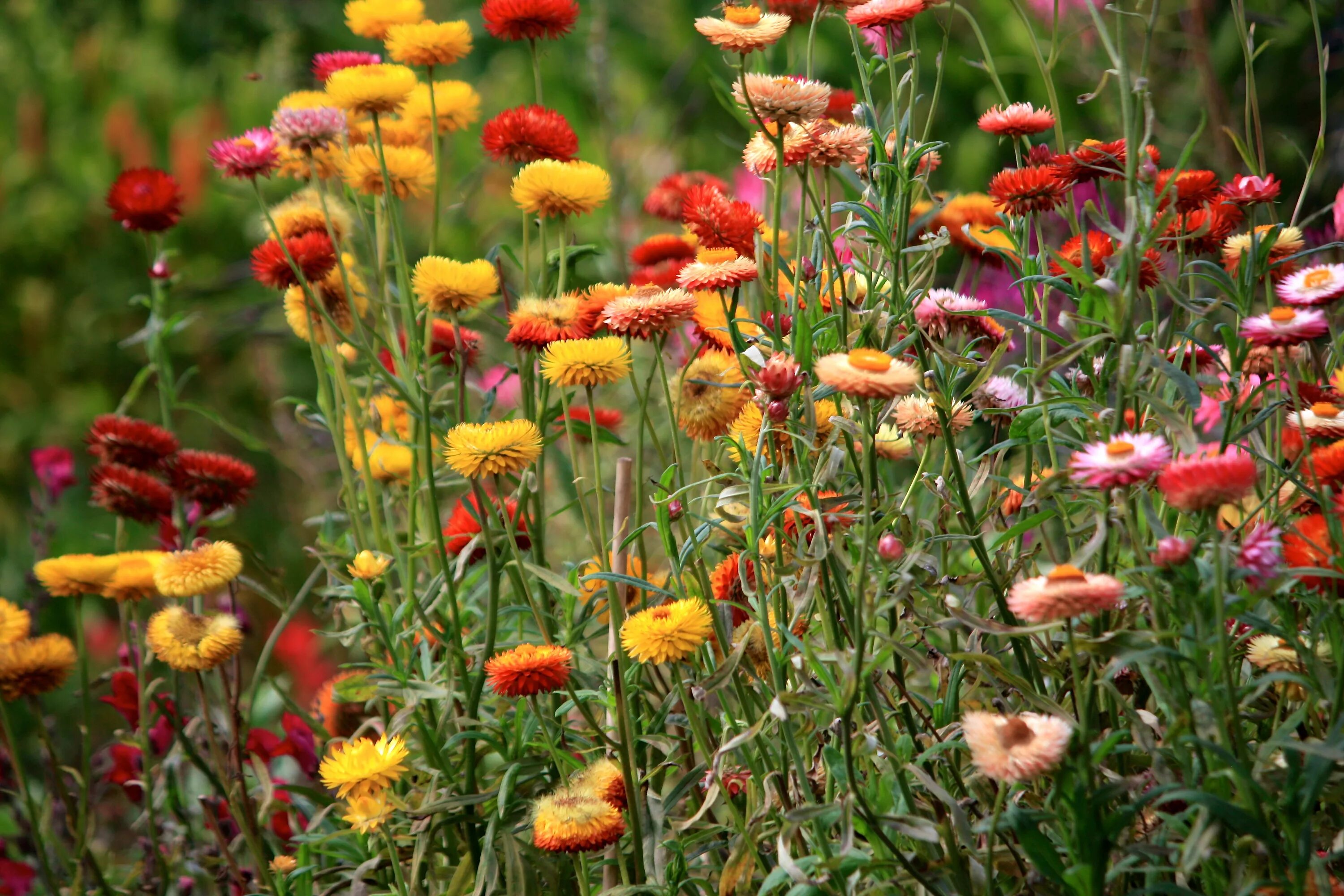 Бессмертник helichrysum italicum. Растение бессмертник песчаный (цмин песчаный). Гелихризум бессмертник. Гелихризум бессмертник. Гелихризум прицветниковый.