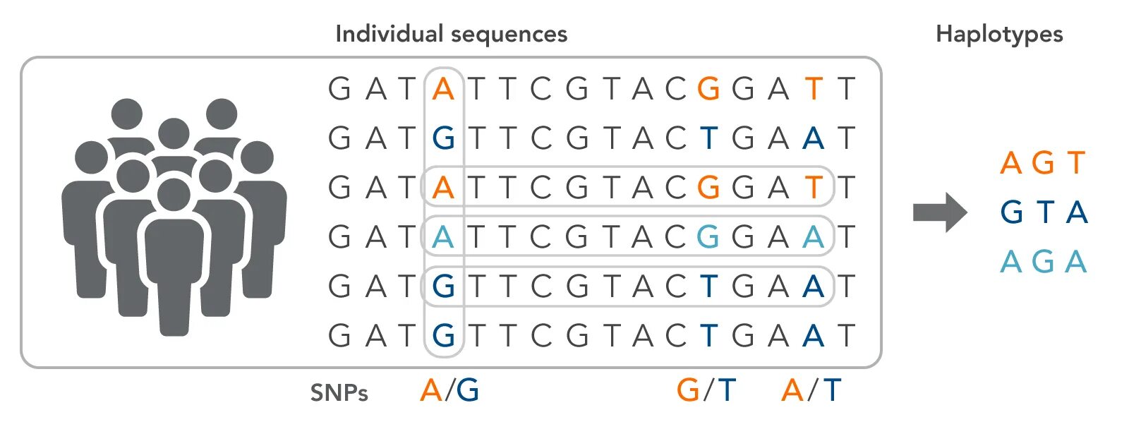 Single nucleotide polymorphism