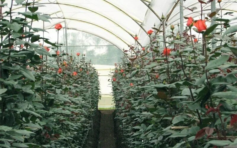 Розы в теплицах на продажу. Розарий в теплице. Розы в теплице промышленной. Голландские розы в теплице. Оранжерея роз.