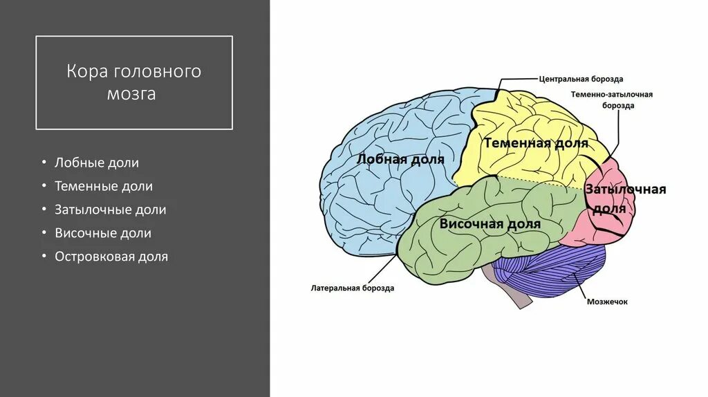 Развитие долей мозга. Доли больших полушарий головного мозга схема. Строение головного мозга доли коры. Четыре основные доли коры головного мозга.