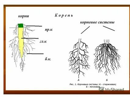 Карточки по теме корень 2 класс