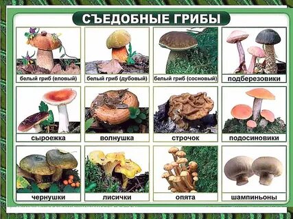 Какие грибы в лесу съедобные