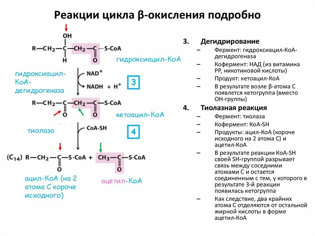 Один цикл β-окисления жирных кислот реакции. Последовательность одного цикла реакций β-окисления жирных кислот.. Реакции цикла бета окисления. Последовательность реакций бета окисления. Реакции бета окисления