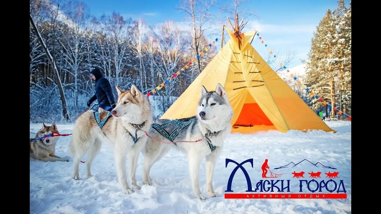 Хаски в городе. Хаски парк абзаково. Абзаково остров. Хаски город белорецк. Хаски парк абзаково.