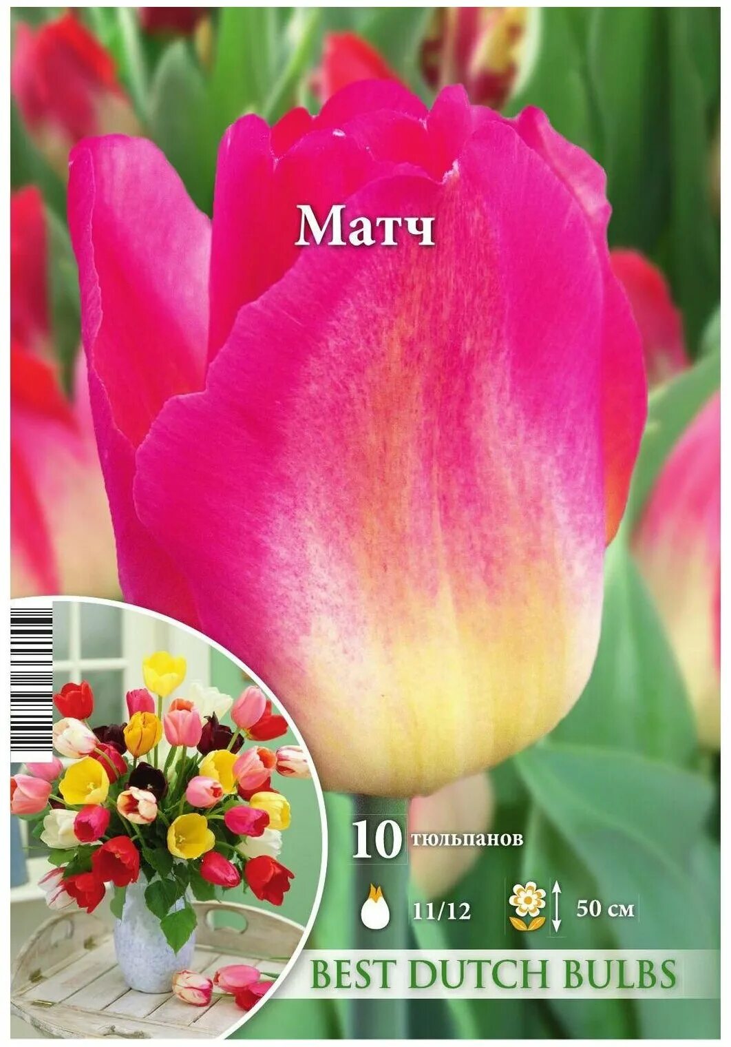 Tulip Match авторское фото BUFL.RU Тюльпаны, Весна