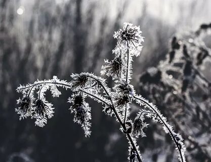 Во владеньях инея