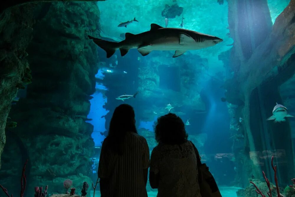 Акула в океанариуме. Черноплавничная рифовая акула в аквариуме. Shark reef at mandalay bay лас-вегас. Акула манюня воронежский океанариум. Акула в океанариуме.