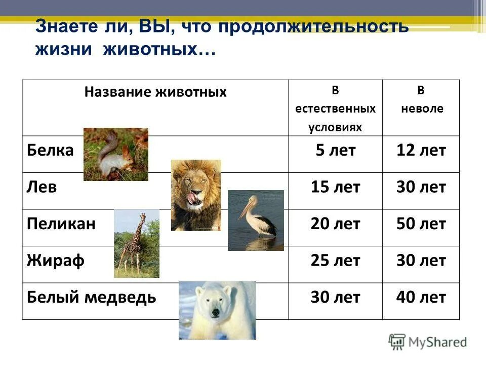 Продолжительностьдизни животных. Продолжительность жизни животных. Продолжительность жизни разных животных. Животные и Продолжительность жизни 1 класс.