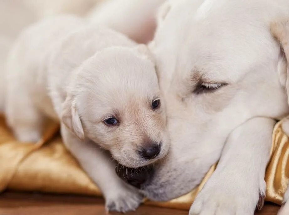 Золотистый ретривер мама с щенками. Big dog and little dog laying. Паппи золотистый ретривер. Золотистый ретривер. Милые щенки с мамой.