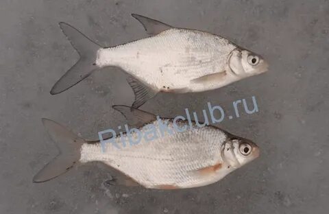 Густера и подлещик отличия фото