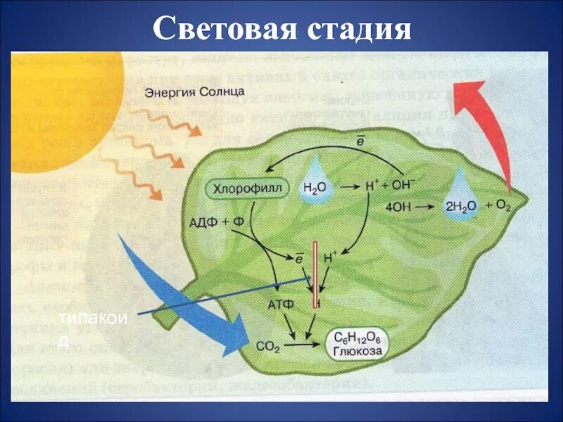 Использование энергии солнечного для синтеза атф. Схема фотосинтеза в хлоропласте. Схема процесса фотосинтеза. Схема фотосинтеза у растений. Фотосистемы фотосинтеза схема.